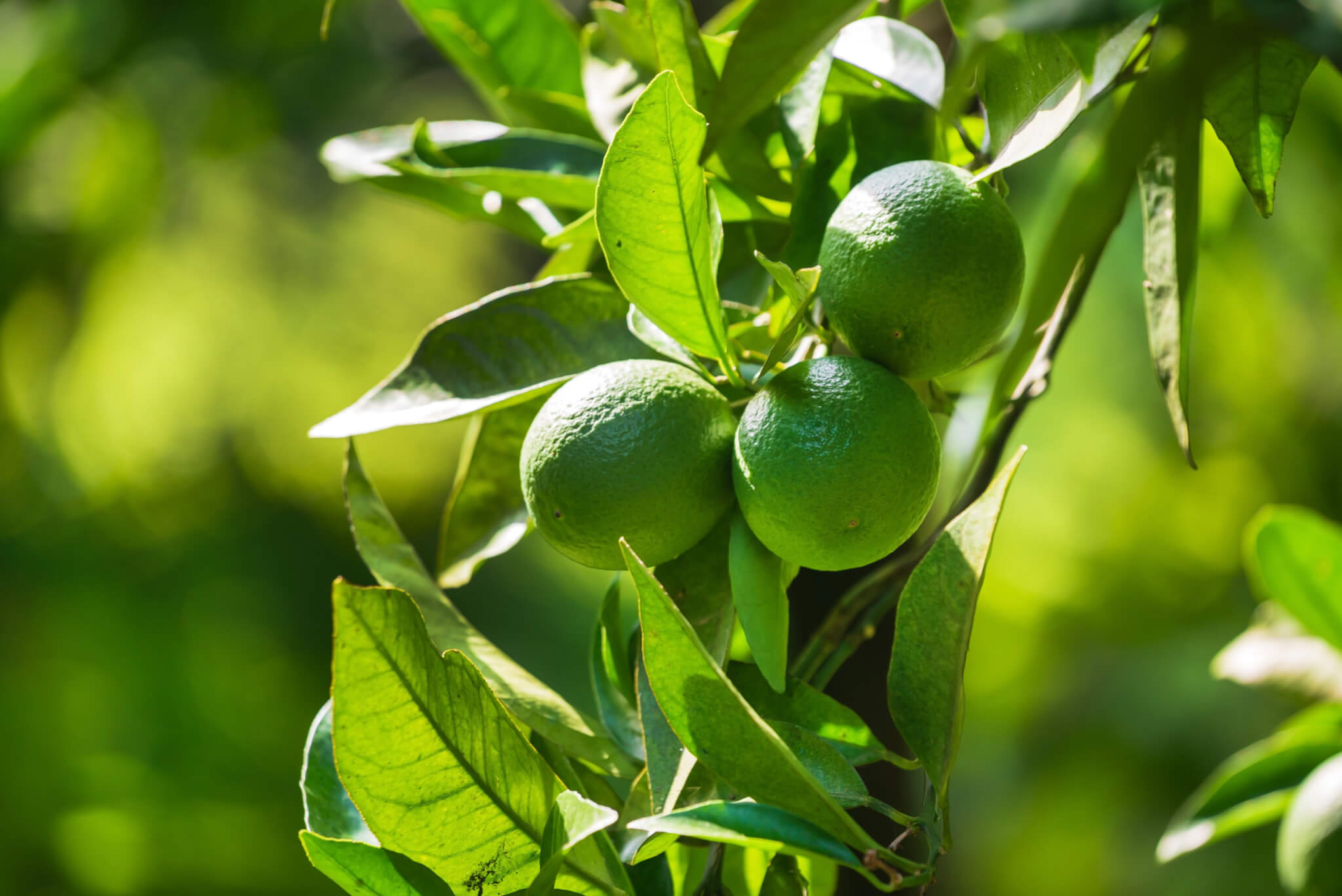 Lime Juice Concentrate Clarified (Key) Preserved 450 GPL (LIJC45F-LPK1-DR00) in Drums
