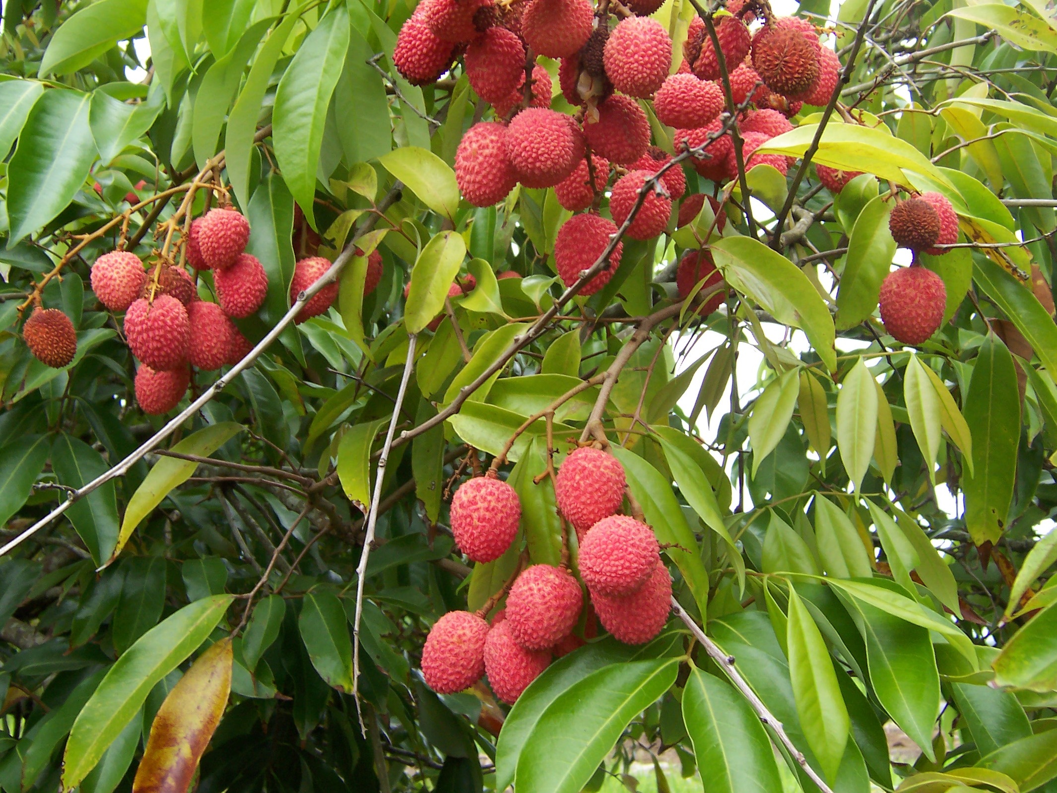 Lychee Puree Single Strength Acidified (LYPN01F-0001-CS44) in Cases