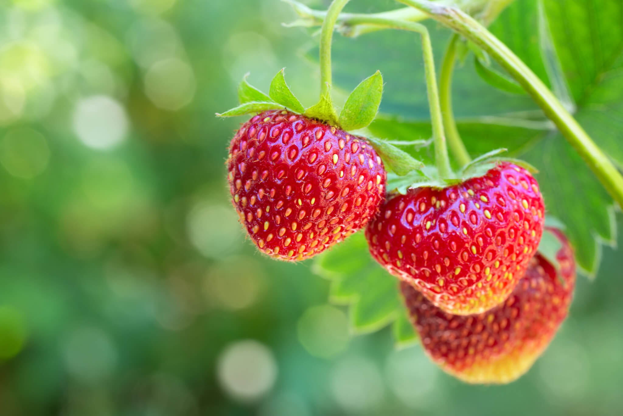 Strawberry Essence 150 Fold (STEC15R-L001-PA34) in Pails